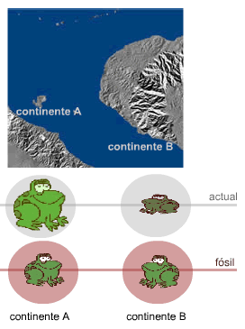 1.3. La especie como unidad taxonómica. Especiación