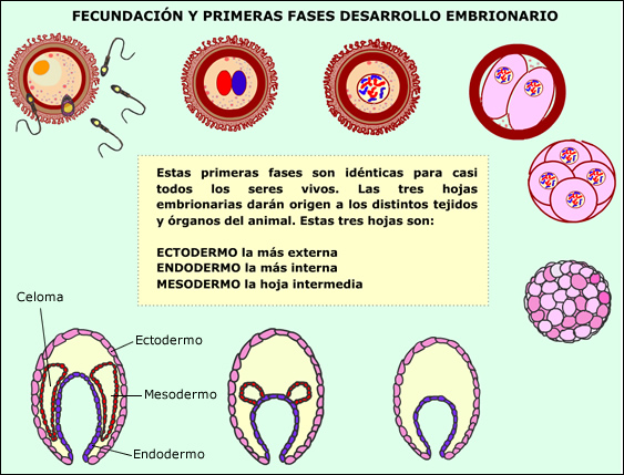 Factores Que Intervienen En El Desarrollo Embrionario mail.cienciasfera.com