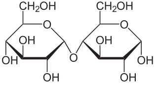 Maltosa