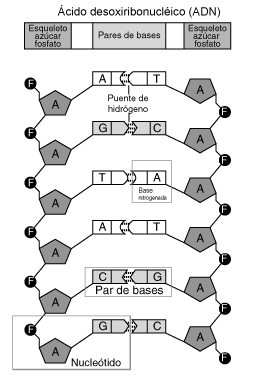 nucleotido