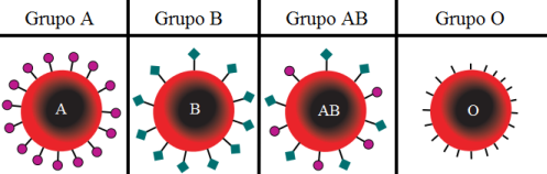 2.2.- El Grupo Sanguíneo AB0