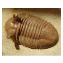 Muestra Imagen 1. Trilobites