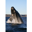 Muestra Imagen 2.Ballena austral