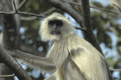 Langur