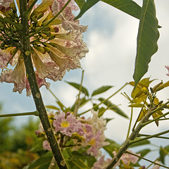 Flores con tallos atravesados por gruesas espinas.