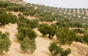 Olivar en Andalucía