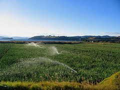 Campo sembrado con riego y lago al fondo