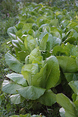 Campo de lechugas listas para coger