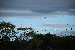 Garzas volando en el atardecer