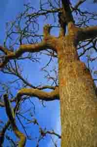 Madera de un árbol